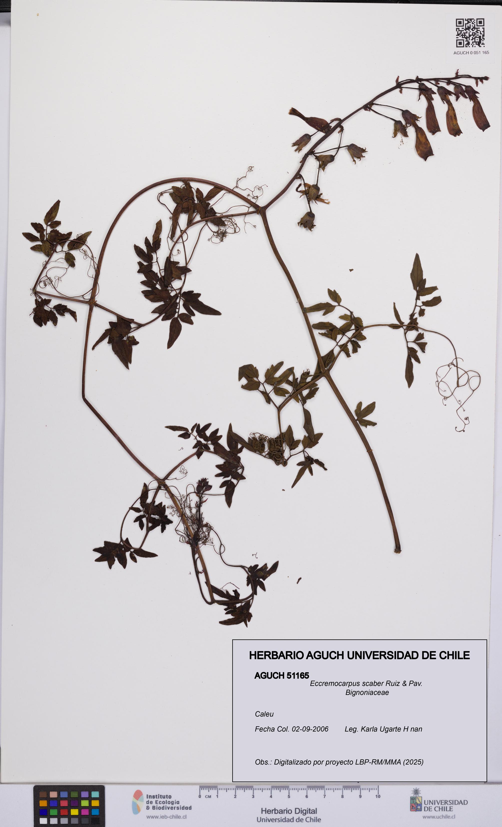 Eccremocarpus scaber [Espécimen: UCH:AGUCH:0051165]