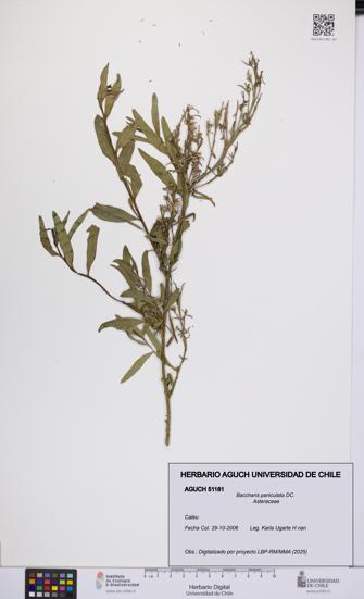 Baccharis paniculata [Espécimen: UCH:AGUCH:0051181]