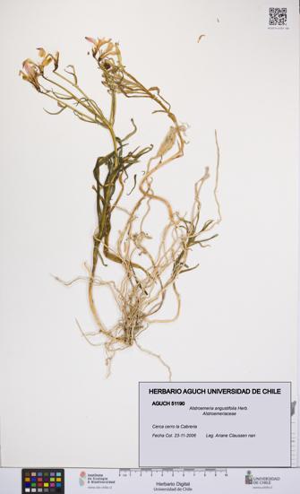 Alstroemeria angustifolia [Espécimen: UCH:AGUCH:0051190]