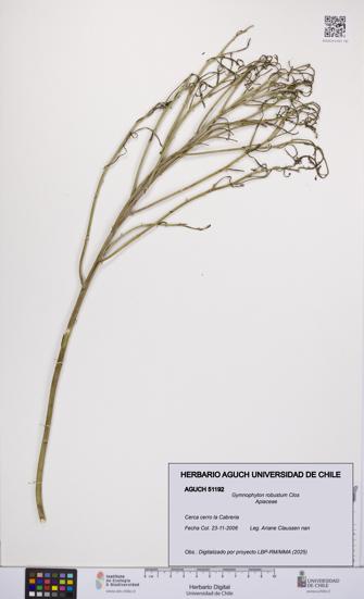 Gymnophyton robustum [Espécimen: UCH:AGUCH:0051192]
