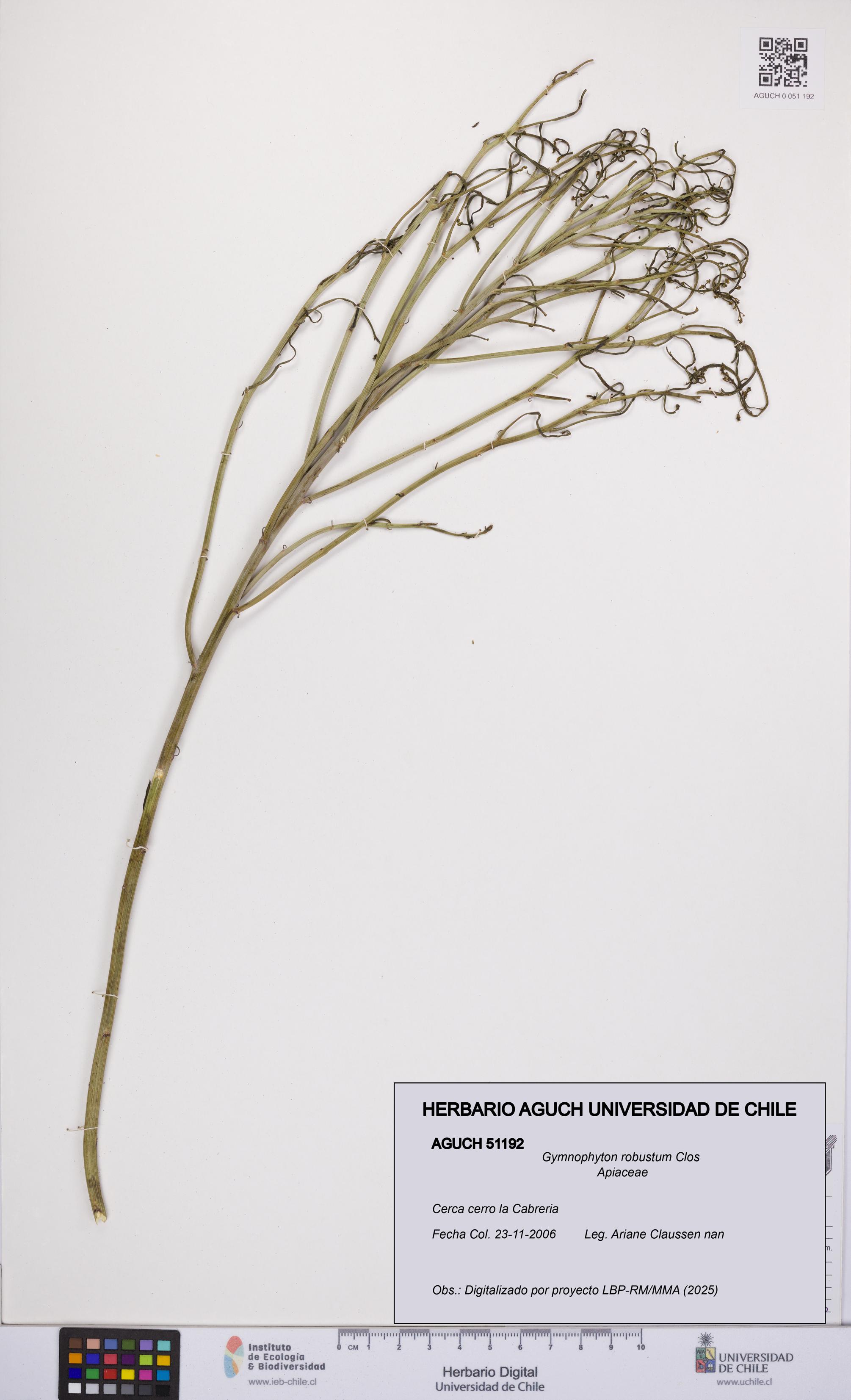 Gymnophyton robustum [Espécimen: UCH:AGUCH:0051192]