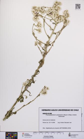 Pseudognaphalium psilophyllum [Espécimen: UCH:AGUCH:0051193]