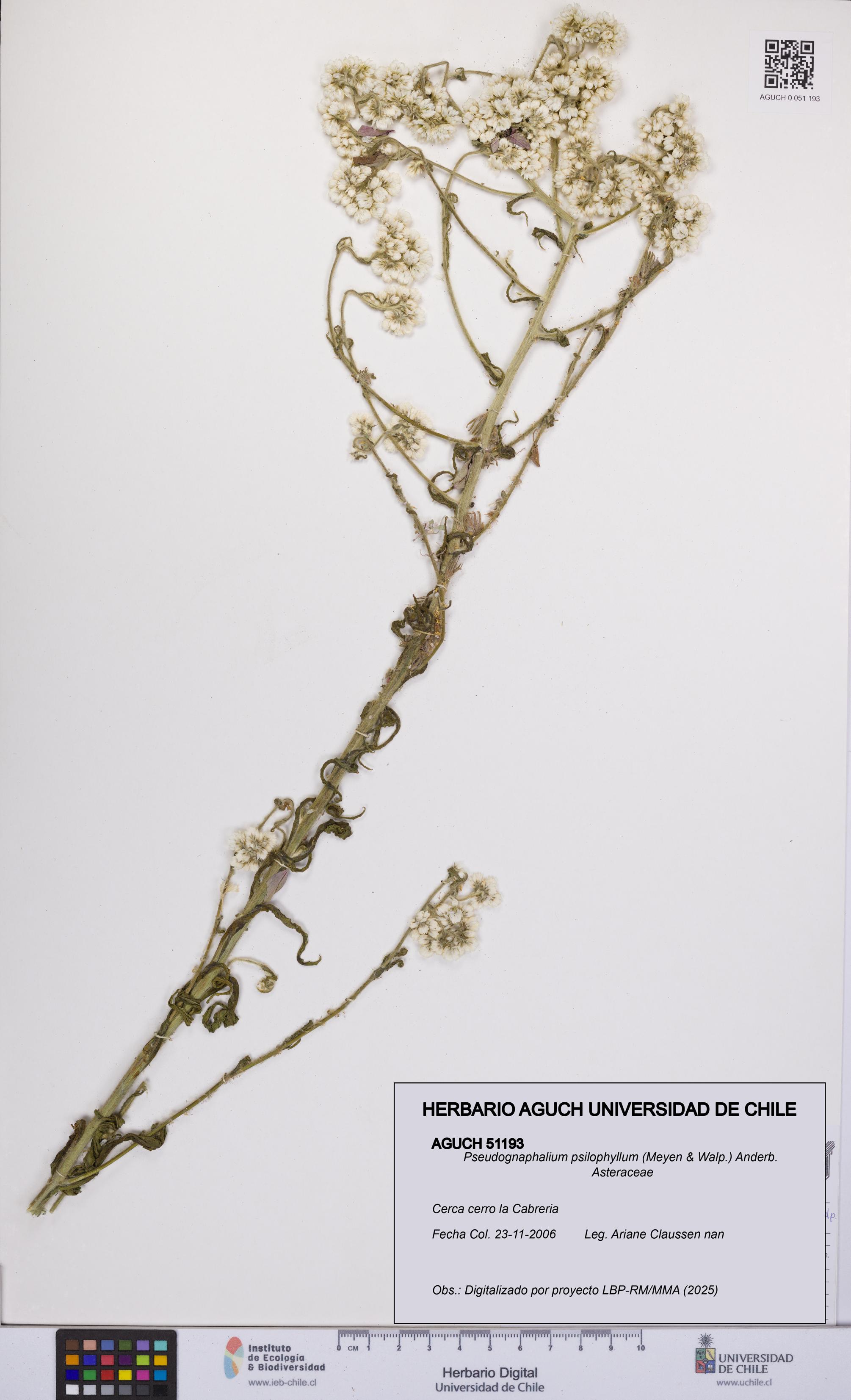 Pseudognaphalium psilophyllum [Espécimen: UCH:AGUCH:0051193]