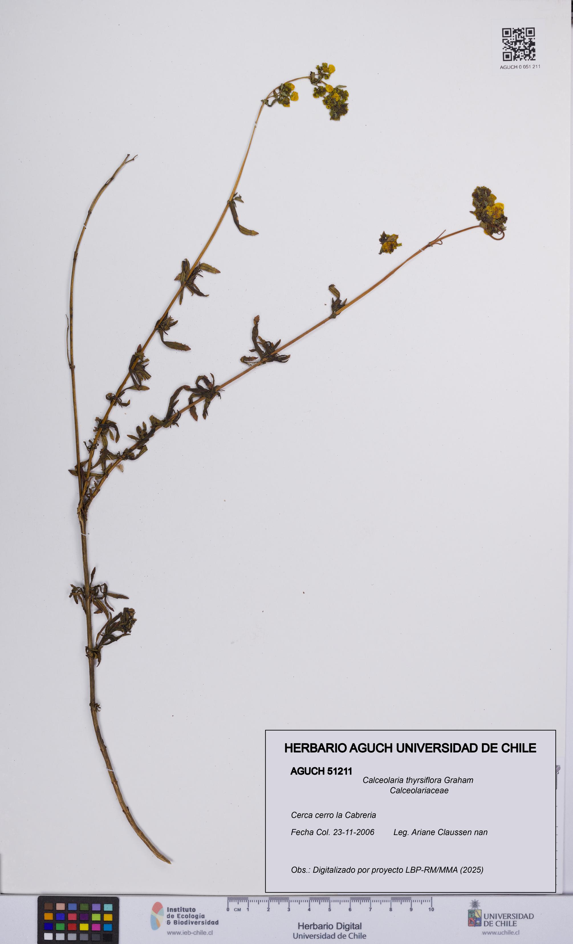 Calceolaria thyrsiflora [Espécimen: UCH:AGUCH:0051211]