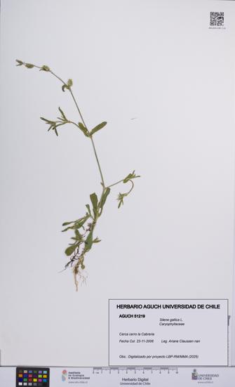Silene gallica [Espécimen: UCH:AGUCH:0051219]