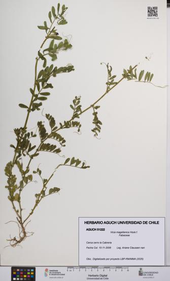 Vicia magellanica [Espécimen: UCH:AGUCH:0051222]