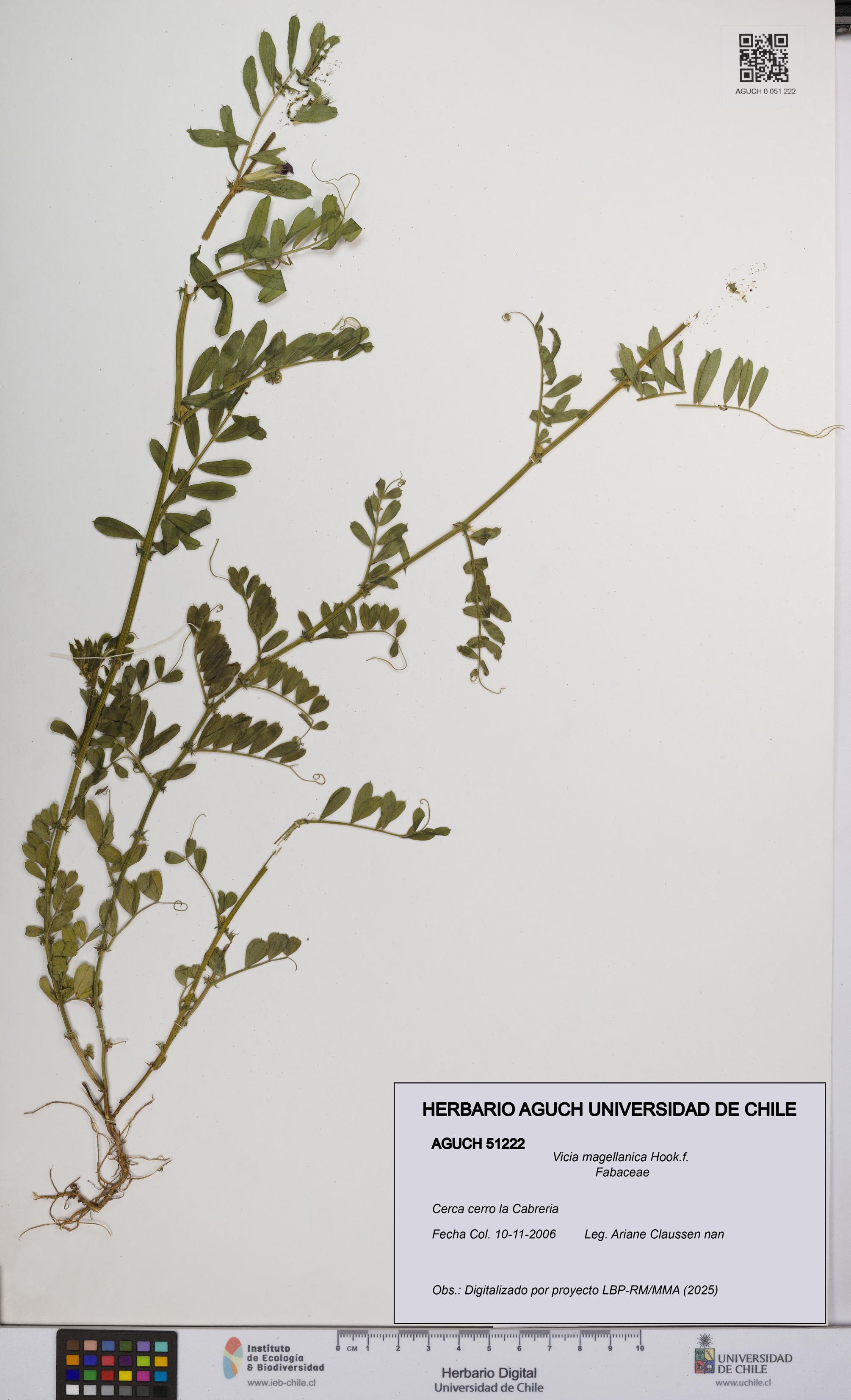 Vicia magellanica [Espécimen: UCH:AGUCH:0051222]