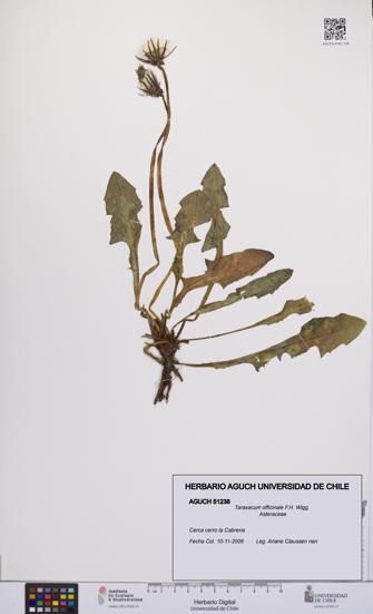 Taraxacum officinale [Espécimen: UCH:AGUCH:0051238]