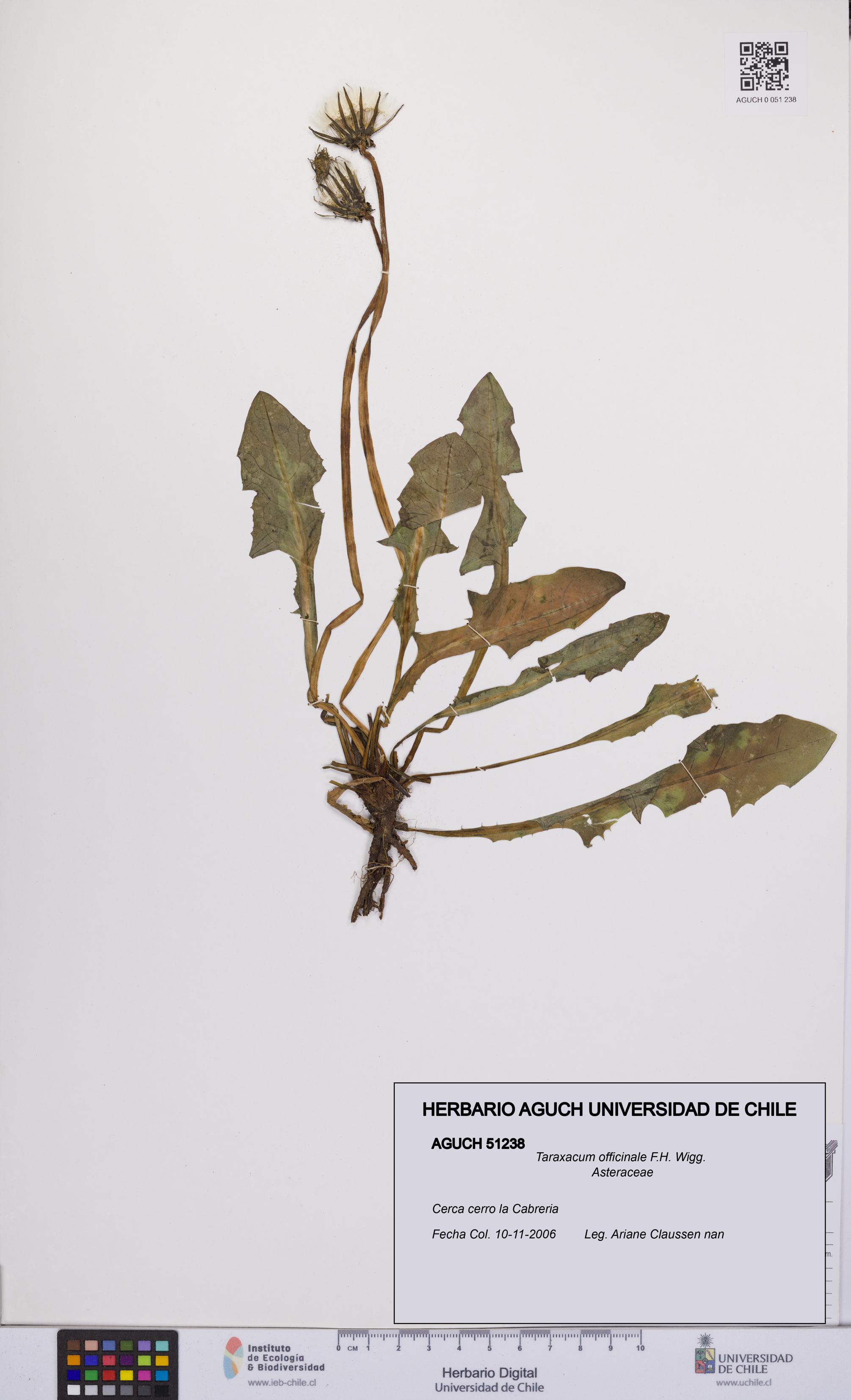Taraxacum officinale [Espécimen: UCH:AGUCH:0051238]