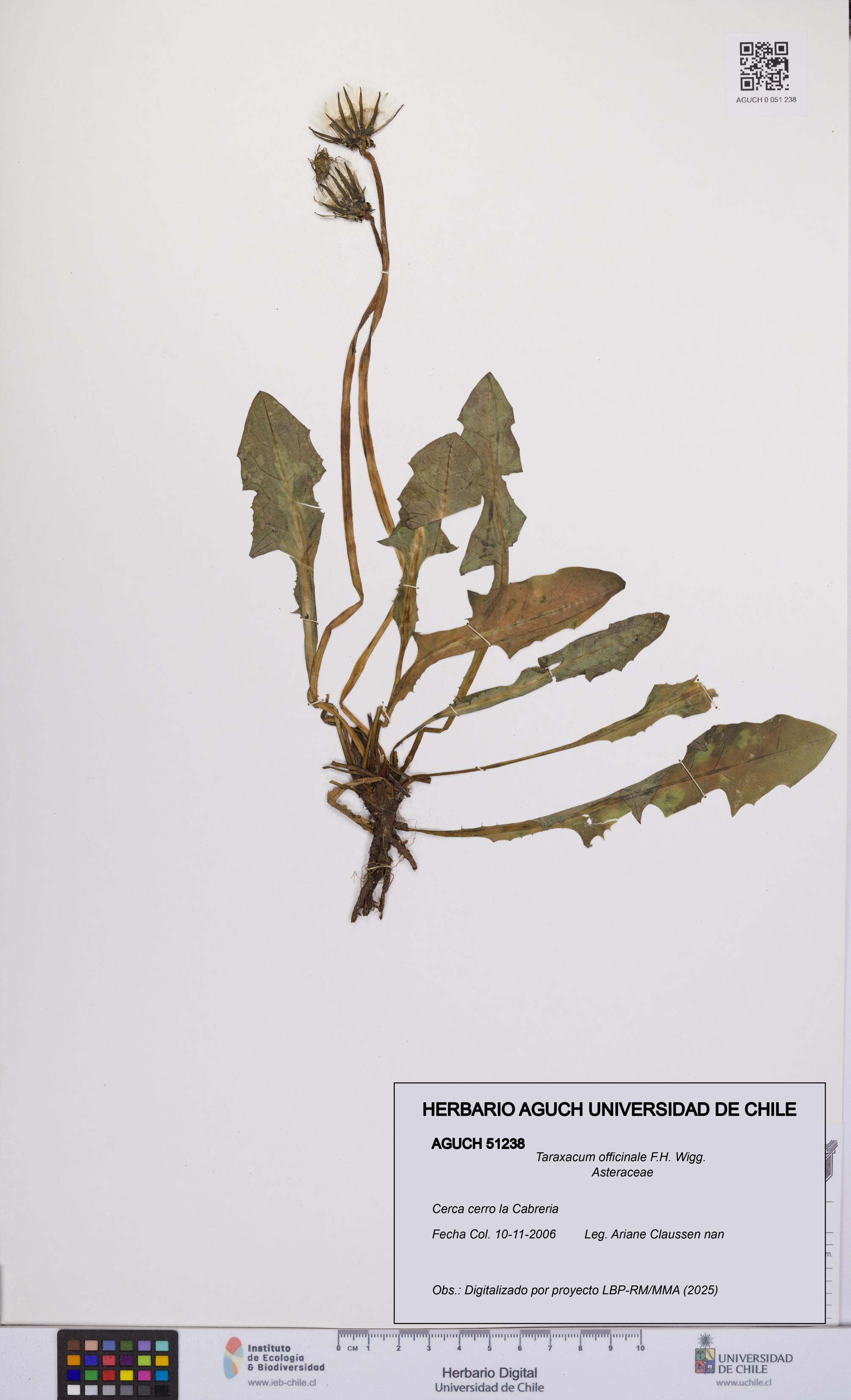 Taraxacum officinale [Espécimen: UCH:AGUCH:0051238]