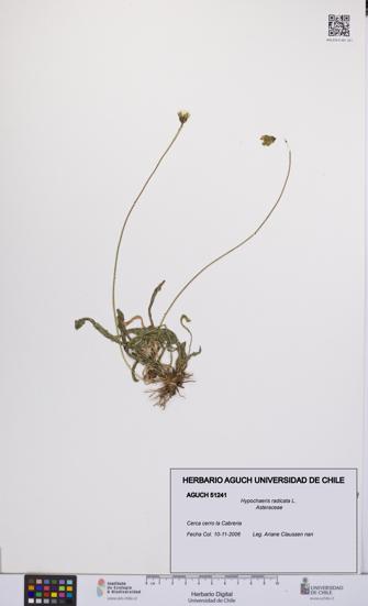 Hypochaeris radicata [Espécimen: UCH:AGUCH:0051241]