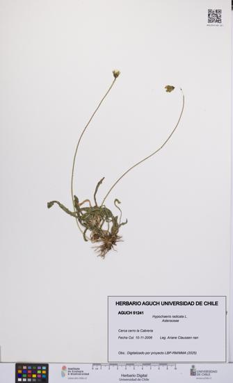 Hypochaeris radicata [Espécimen: UCH:AGUCH:0051241]