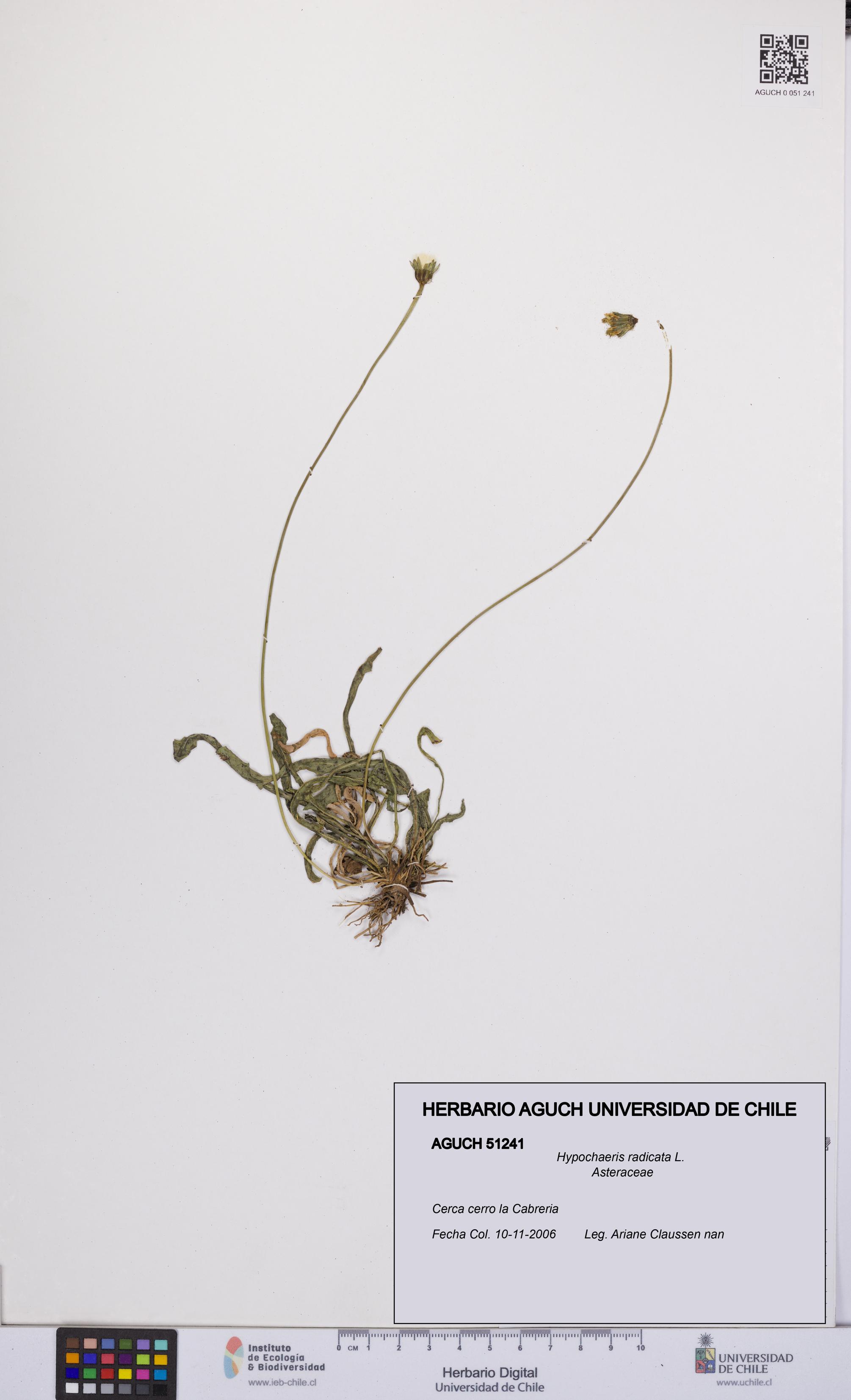 Hypochaeris radicata [Espécimen: UCH:AGUCH:0051241]