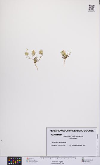 Chaetanthera ciliata [Espécimen: UCH:AGUCH:0051243]