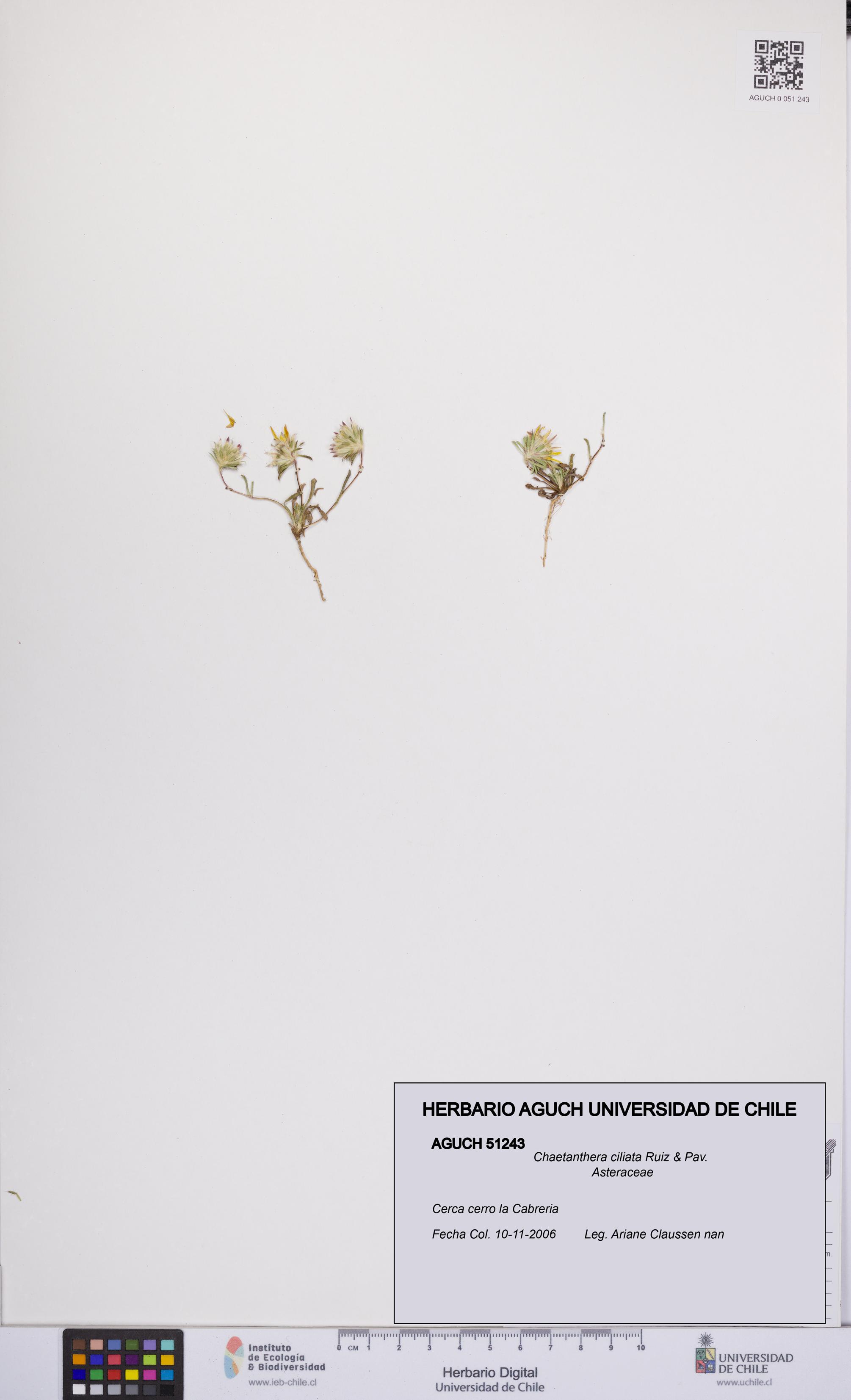 Chaetanthera ciliata [Espécimen: UCH:AGUCH:0051243]