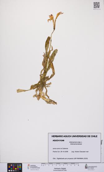 Alstroemeria ligtu [Espécimen: UCH:AGUCH:0051249]