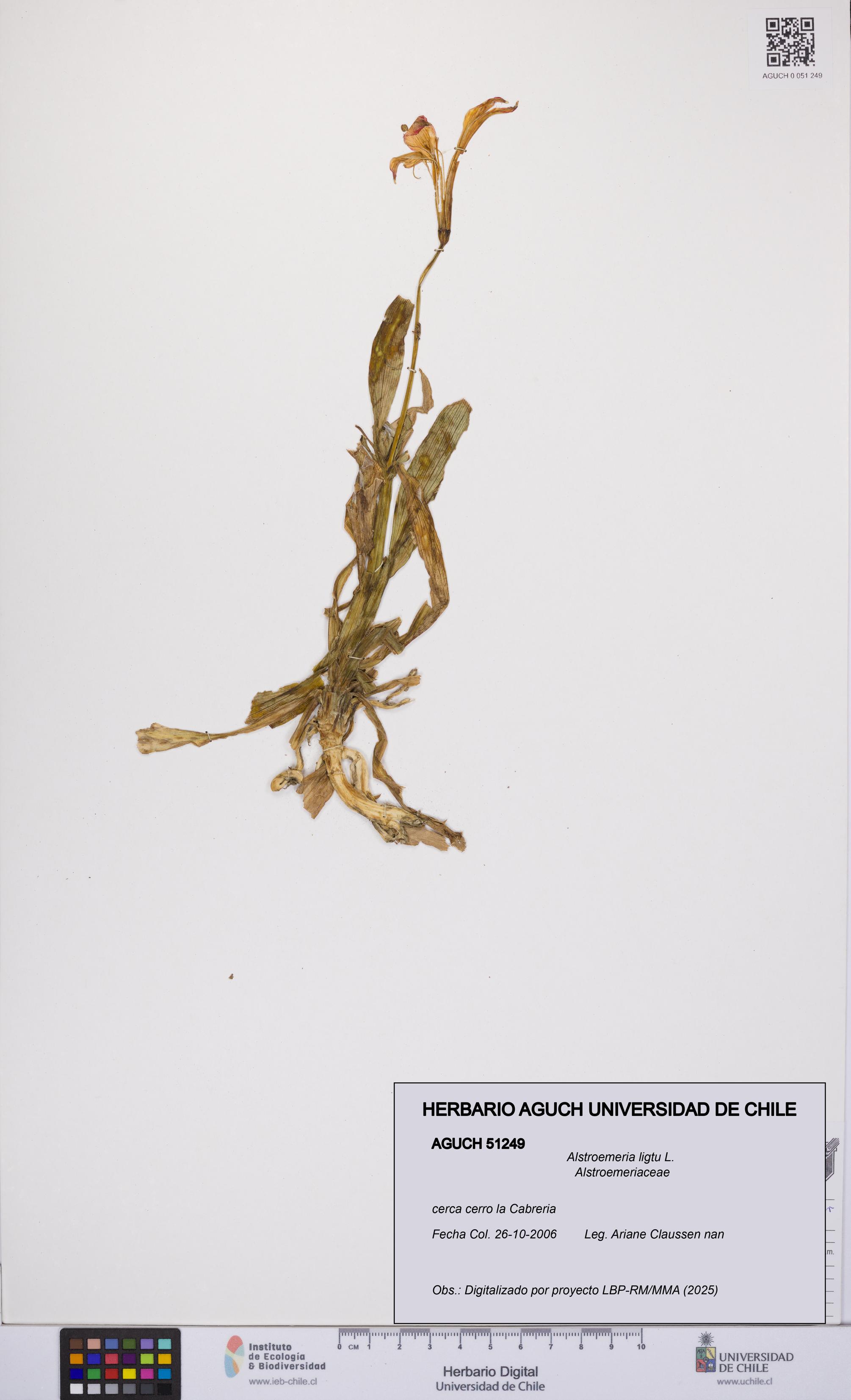 Alstroemeria ligtu [Espécimen: UCH:AGUCH:0051249]
