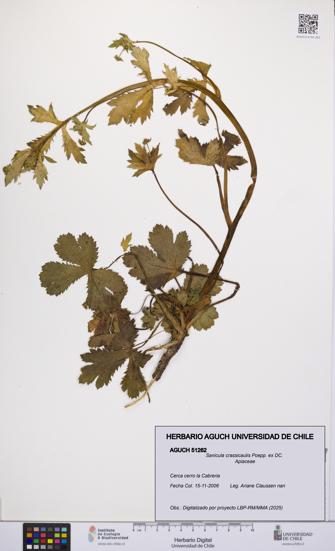 Sanicula crassicaulis [Espécimen: UCH:AGUCH:0051262]