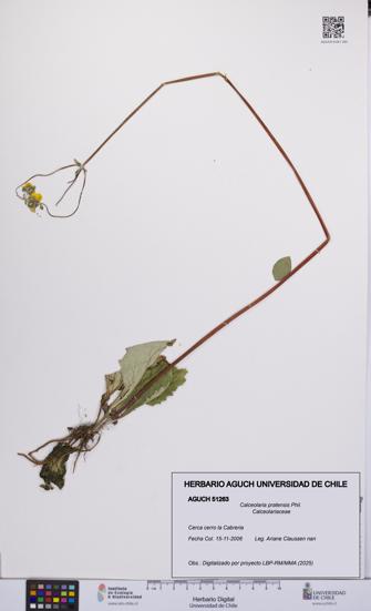 Calceolaria pratensis [Espécimen: UCH:AGUCH:0051263]