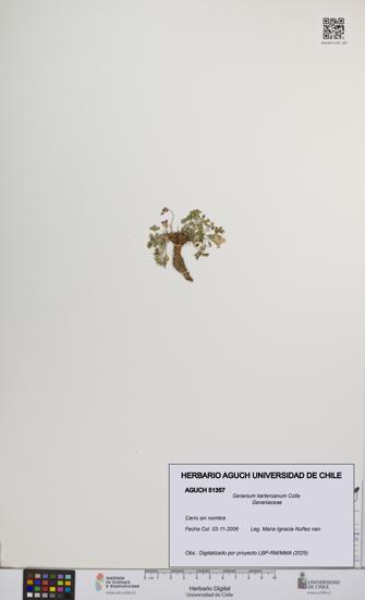 Geranium berteroanum [Espécimen: UCH:AGUCH:0051357]
