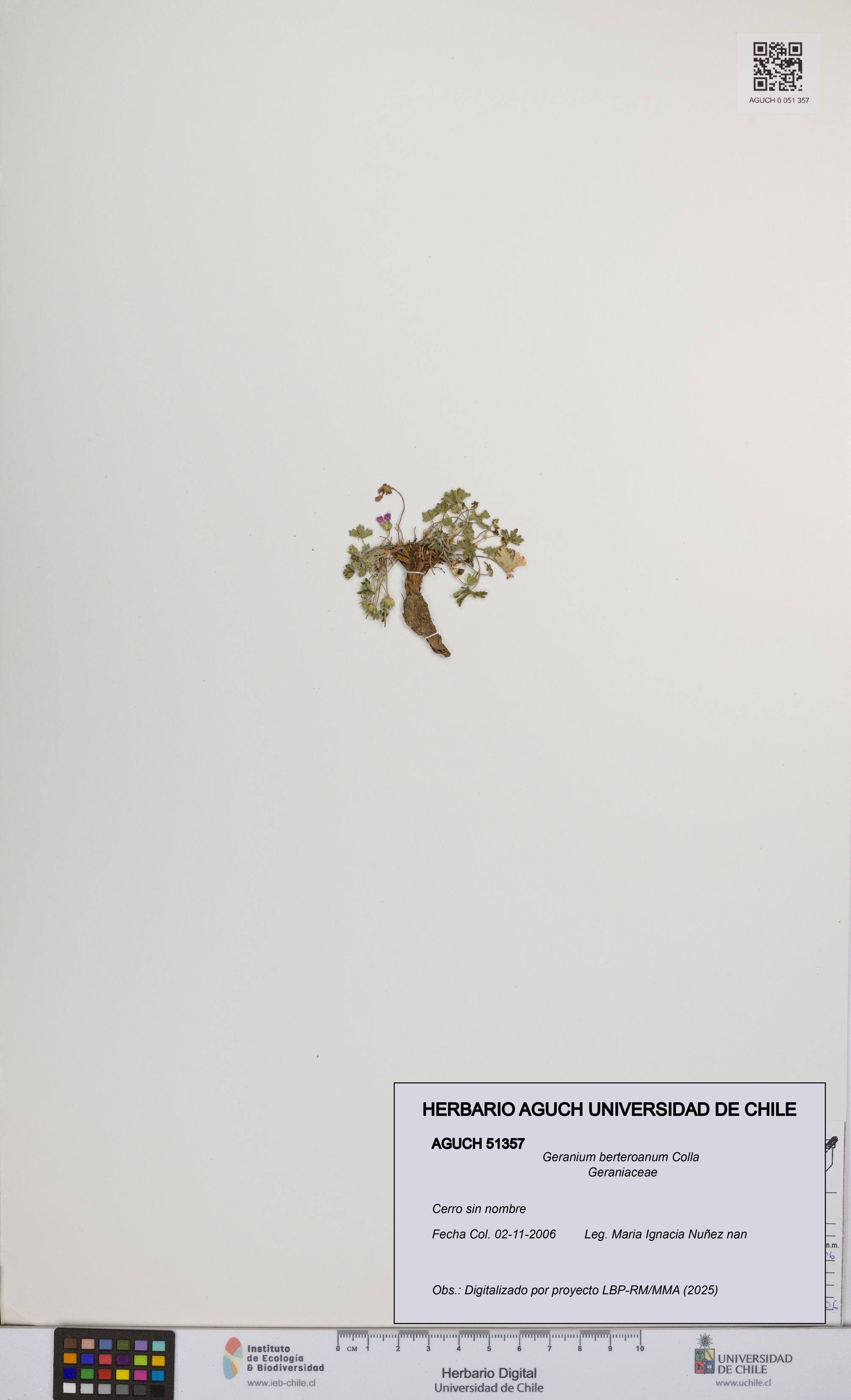Geranium berteroanum [Espécimen: UCH:AGUCH:0051357]