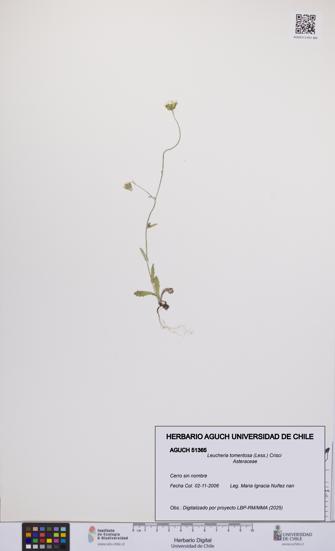 Leucheria tomentosa [Espécimen: UCH:AGUCH:0051365]