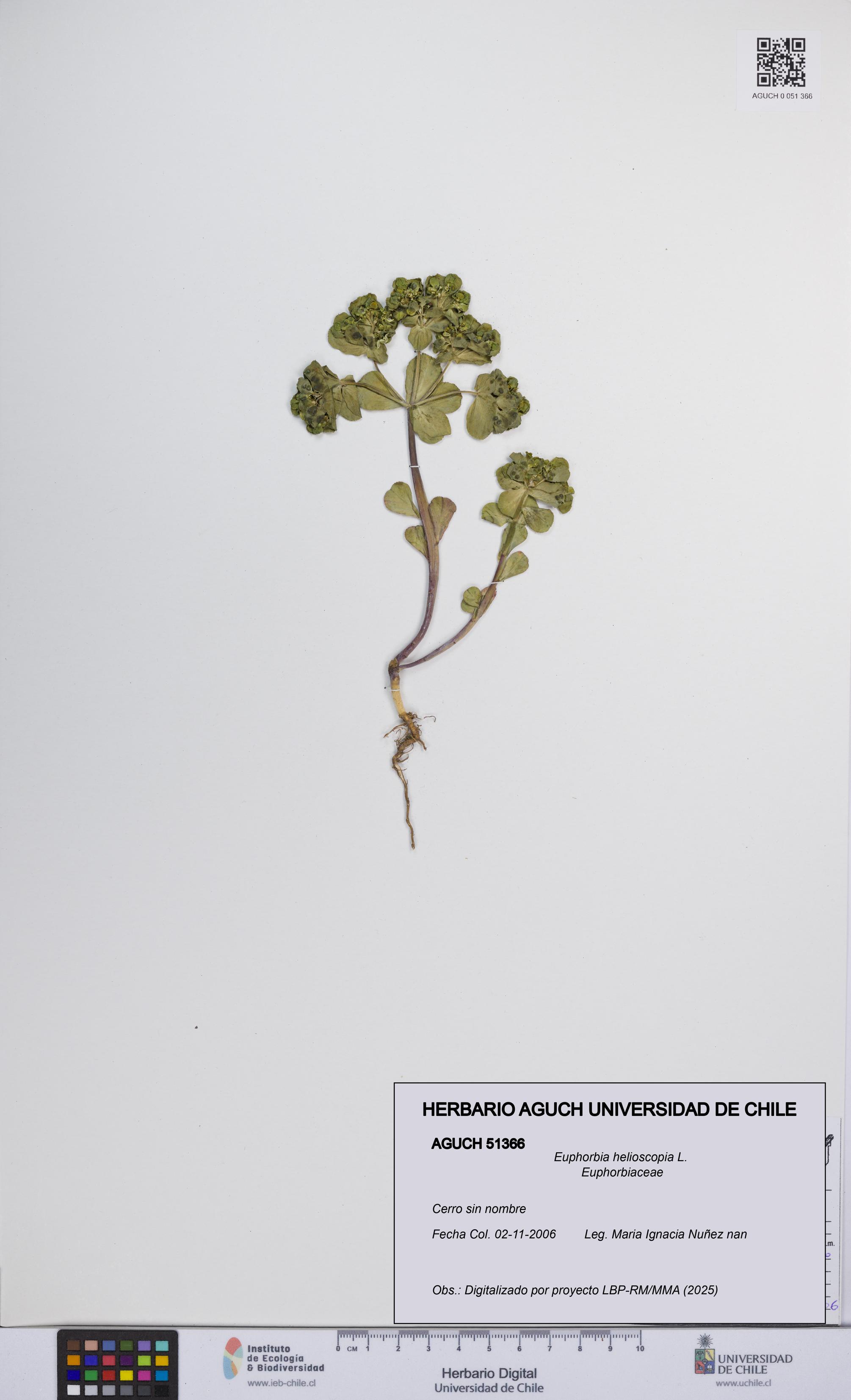 Euphorbia helioscopia [Espécimen: UCH:AGUCH:0051366]