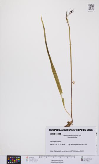 Gethyum atropurpureum [Espécimen: UCH:AGUCH:0051375]