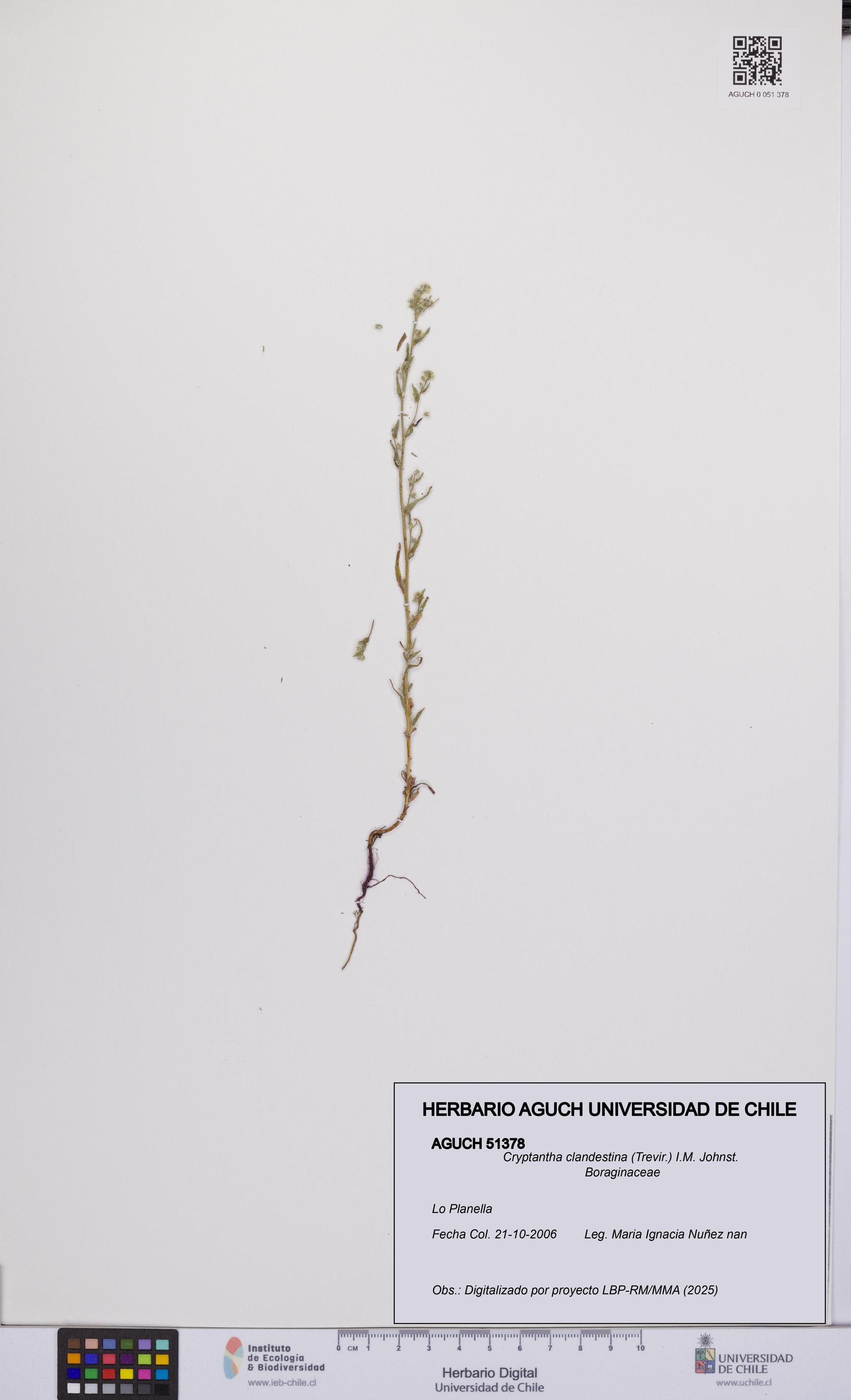 Cryptantha clandestina [Espécimen: ]