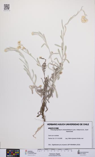 Pseudognaphalium cheiranthifolium [Espécimen: UCH:AGUCH:0051382]