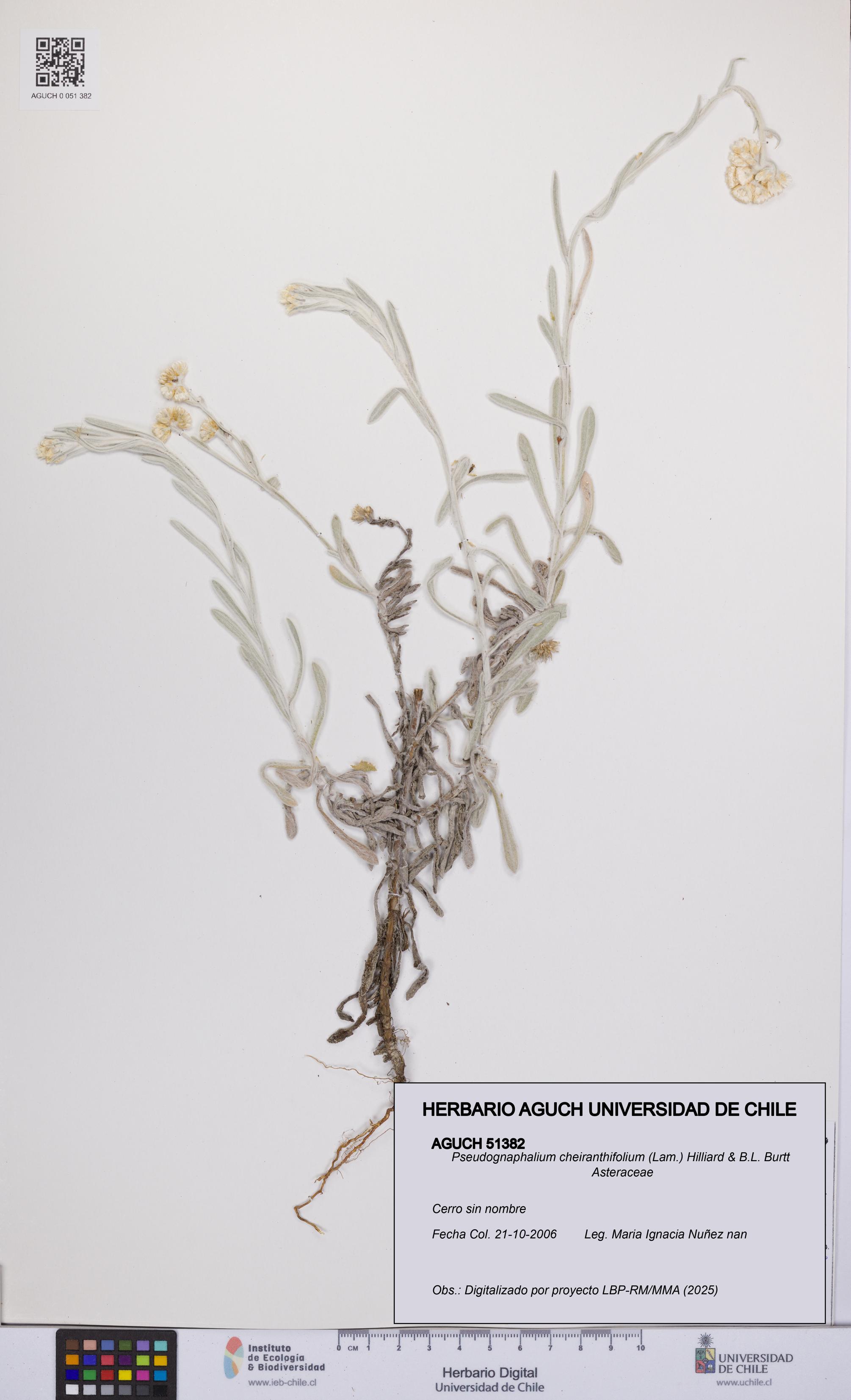 Pseudognaphalium cheiranthifolium [Espécimen: UCH:AGUCH:0051382]
