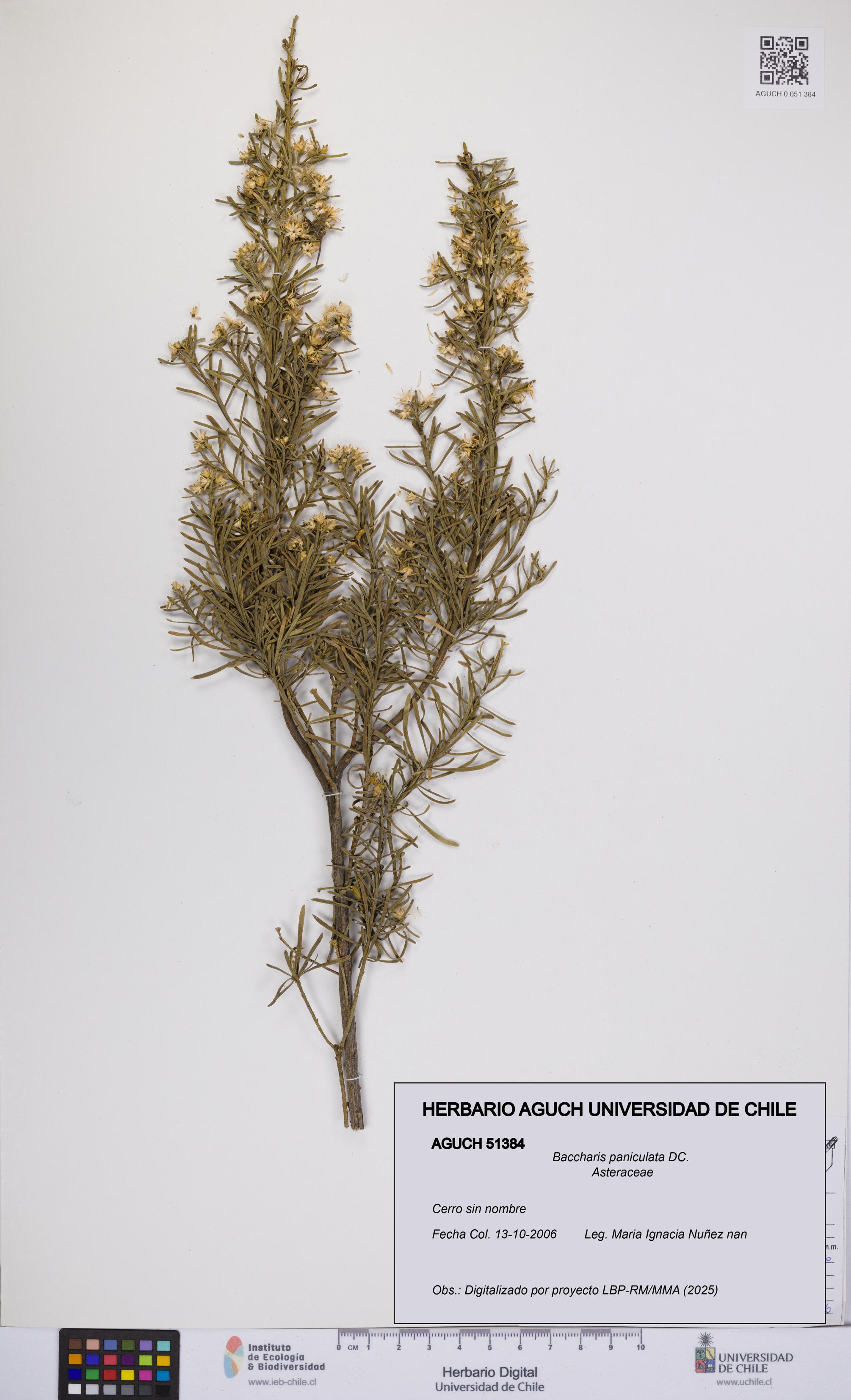 Baccharis paniculata [Espécimen: UCH:AGUCH:0051384]