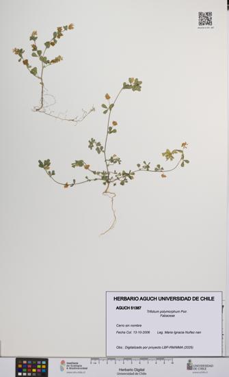 Trifolium polymorphum [Espécimen: UCH:AGUCH:0051387]