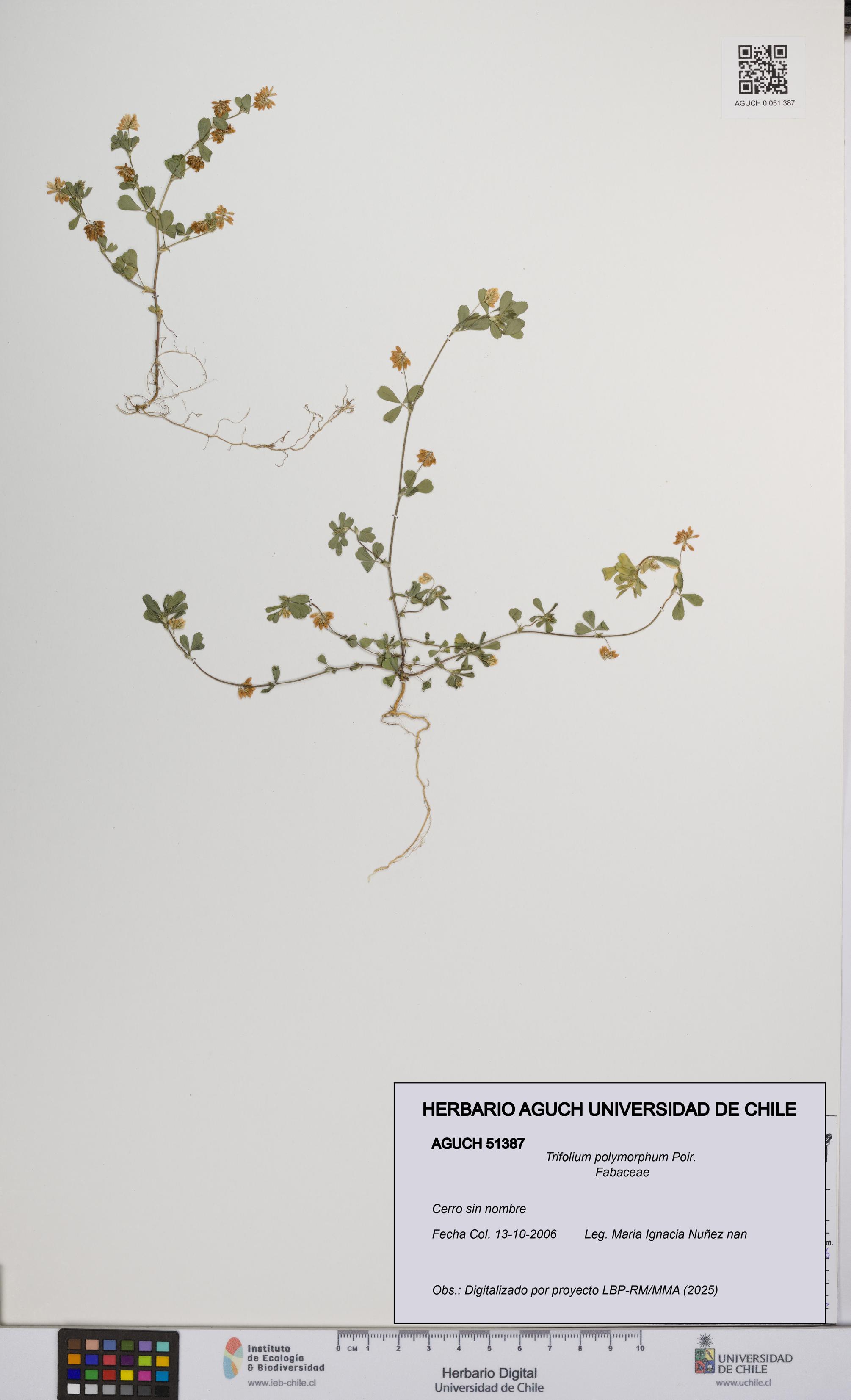 Trifolium polymorphum [Espécimen: UCH:AGUCH:0051387]