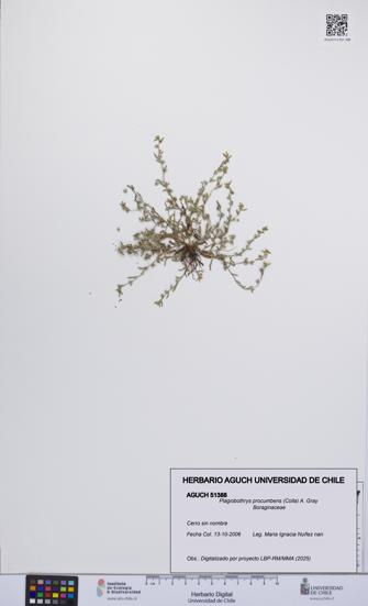 Plagiobothrys procumbens [Espécimen: UCH:AGUCH:0051388]