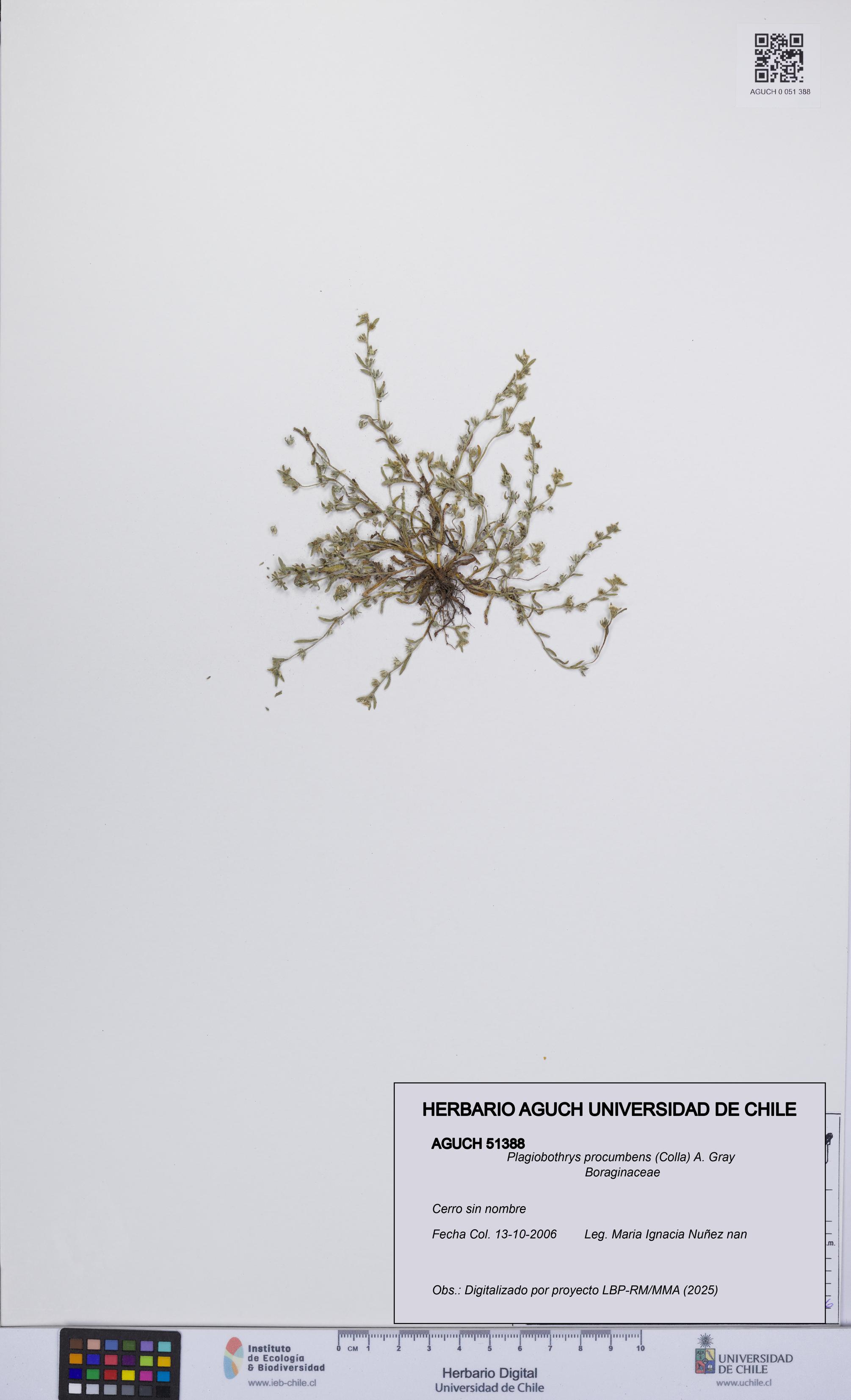 Plagiobothrys procumbens [Espécimen: UCH:AGUCH:0051388]