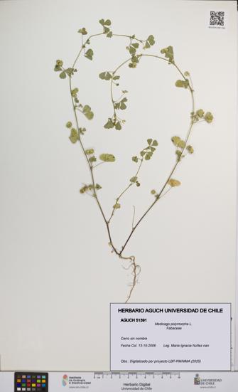 Medicago polymorpha [Espécimen: UCH:AGUCH:0051391]