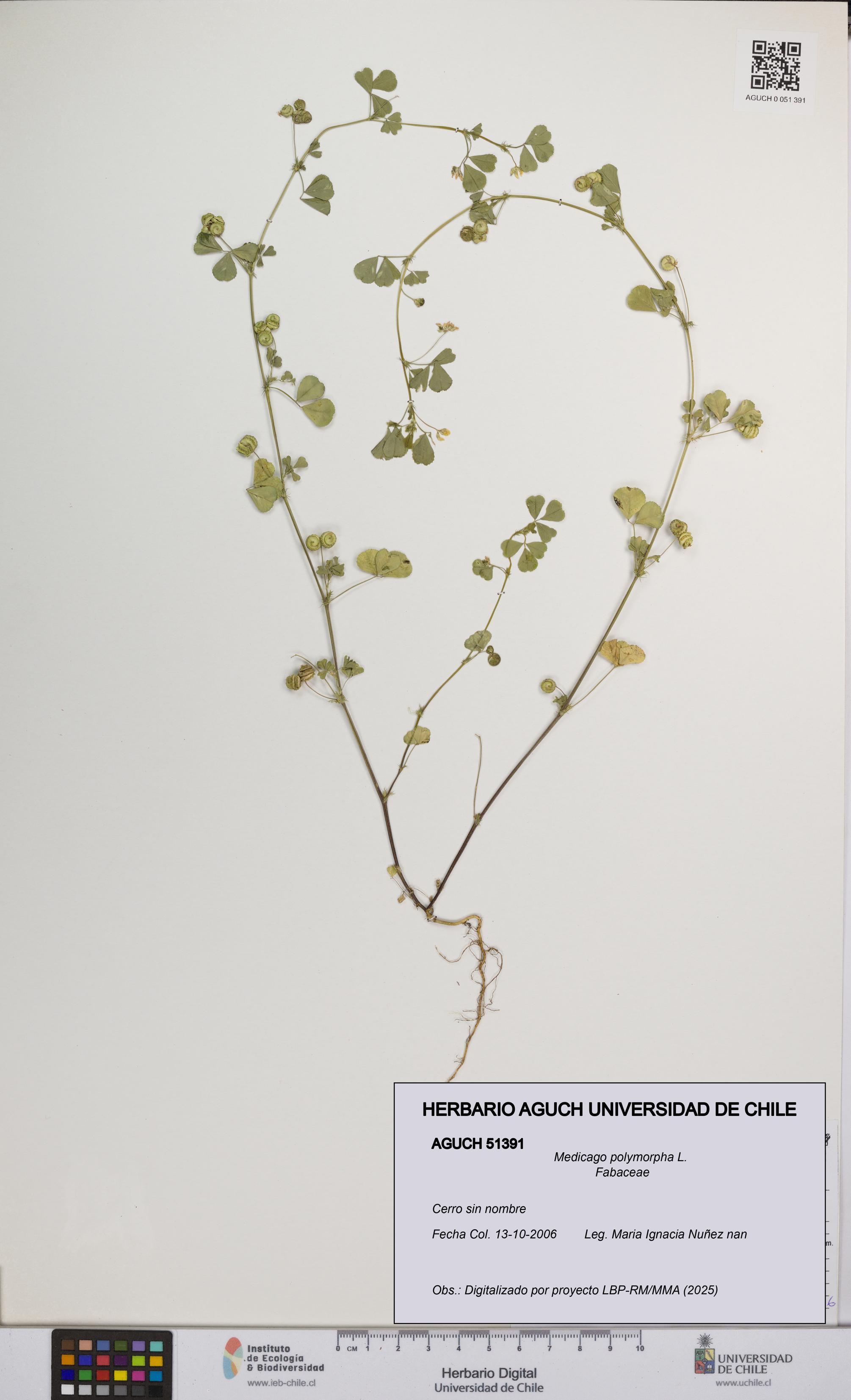 Medicago polymorpha [Espécimen: UCH:AGUCH:0051391]