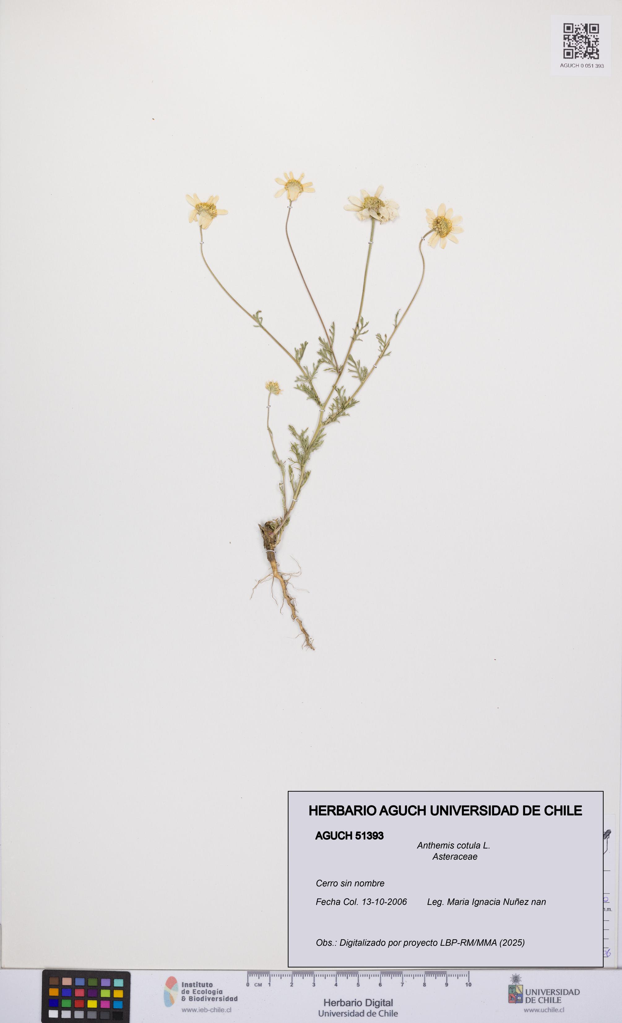 Anthemis cotula [Espécimen: UCH:AGUCH:0051393]