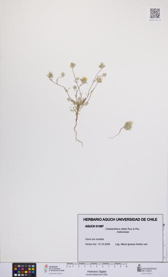 Chaetanthera ciliata [Espécimen: UCH:AGUCH:0051397]