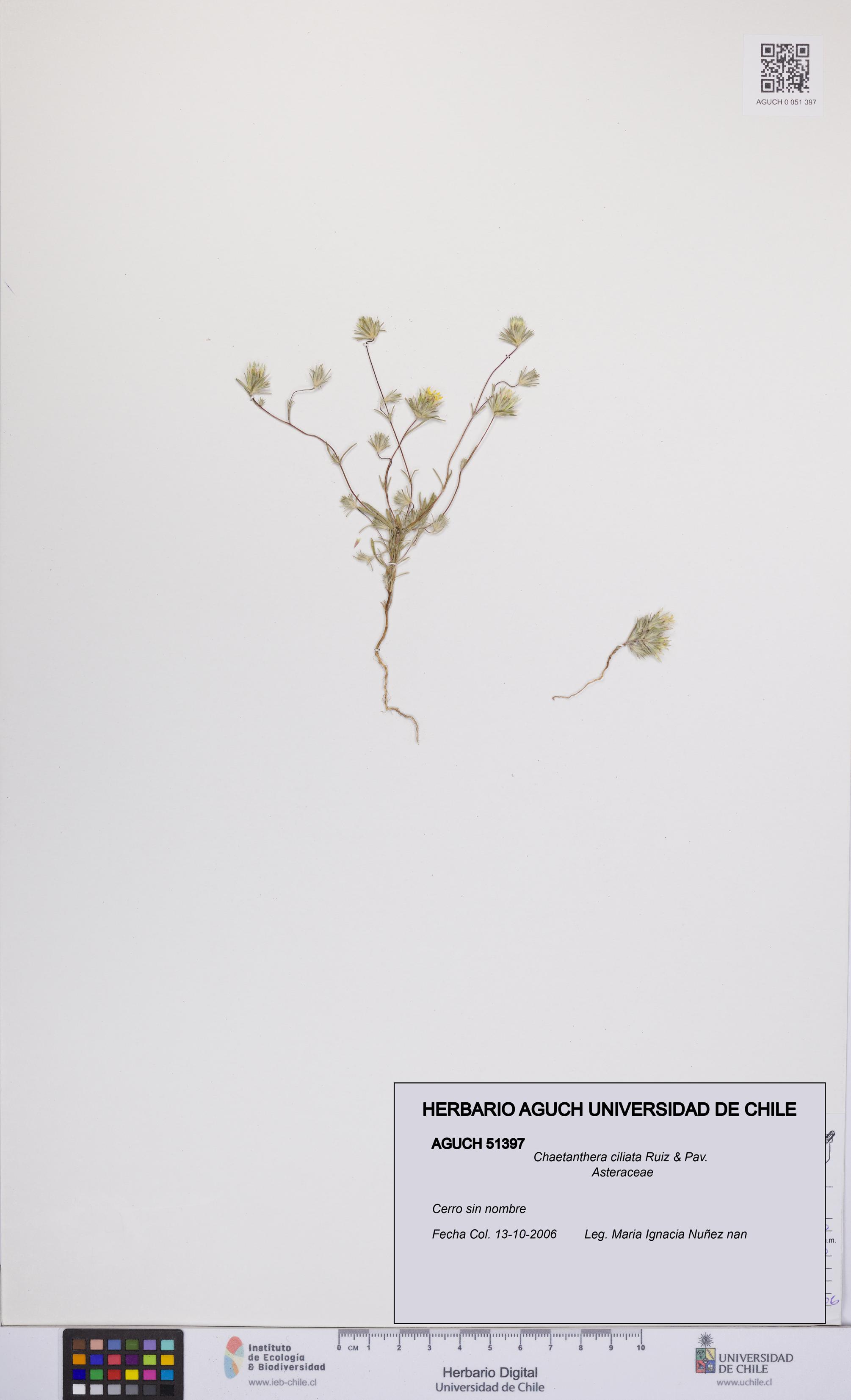 Chaetanthera ciliata [Espécimen: UCH:AGUCH:0051397]