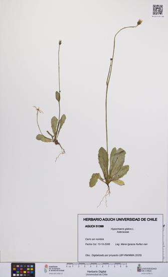 Hypochaeris glabra [Espécimen: UCH:AGUCH:0051399]