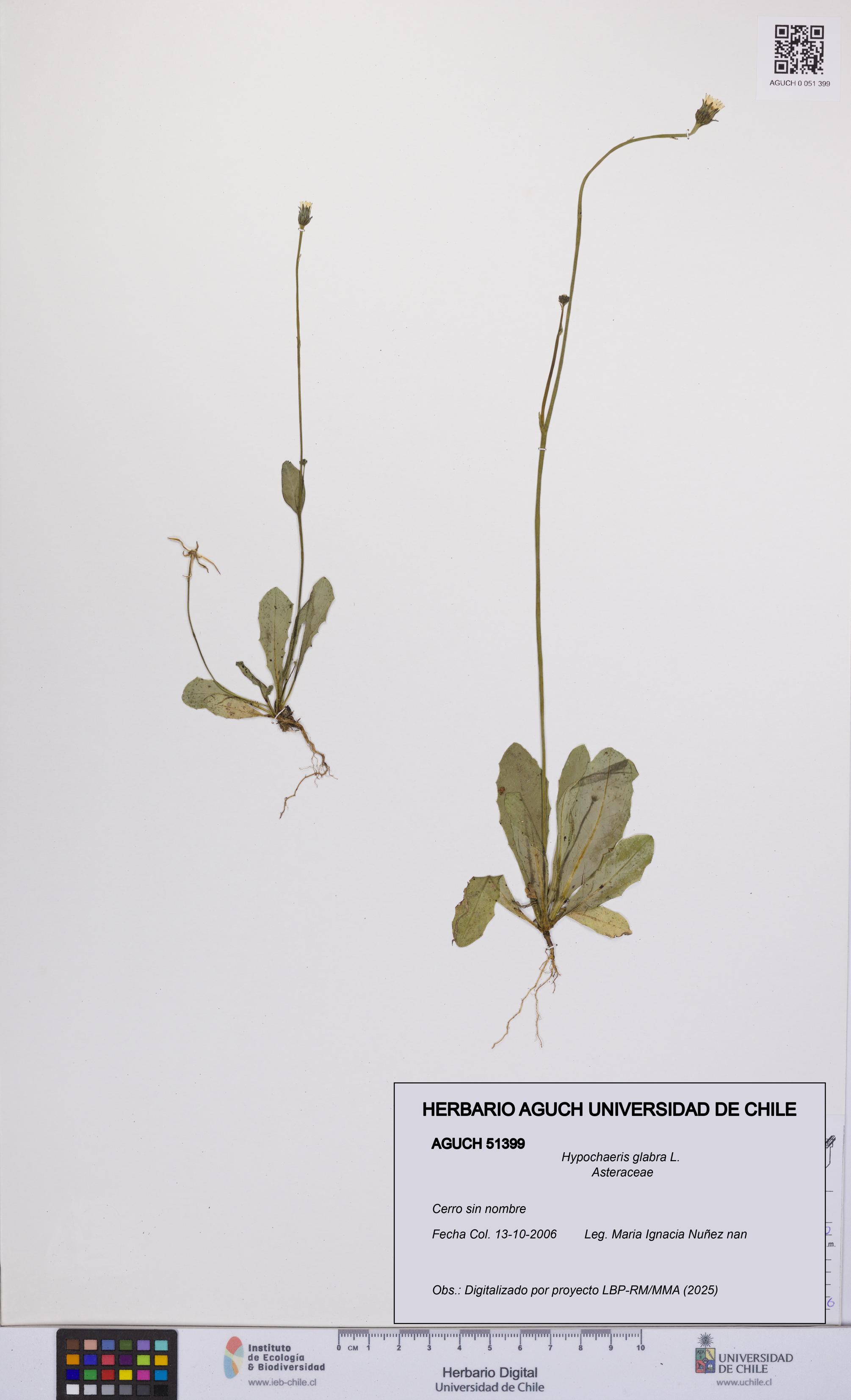 Hypochaeris glabra [Espécimen: UCH:AGUCH:0051399]
