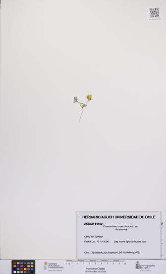 Chaetanthera moenchioides [Espécimen: UCH:AGUCH:0051400]