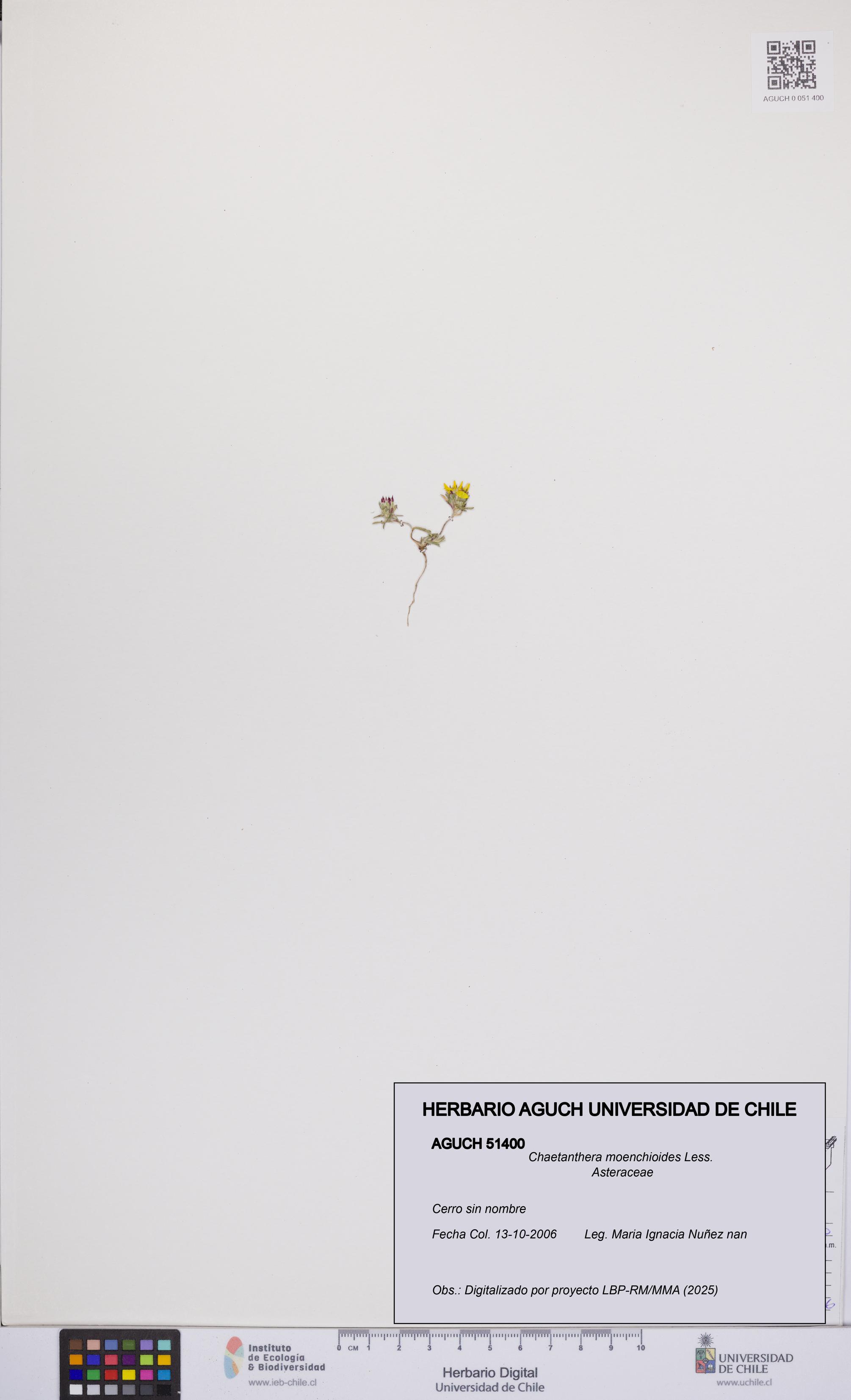 Chaetanthera moenchioides [Espécimen: UCH:AGUCH:0051400]