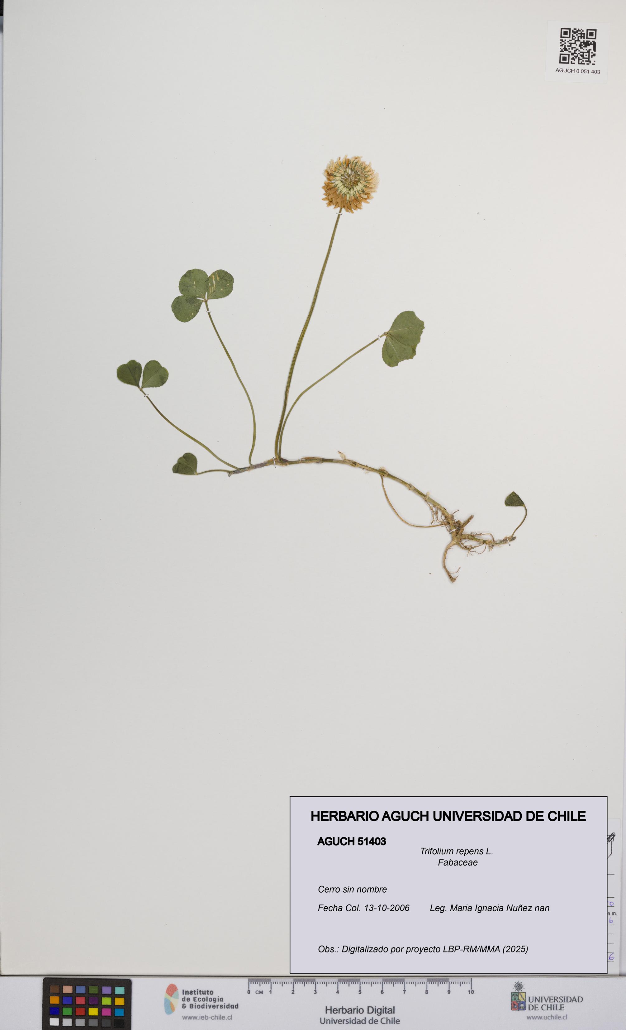 Trifolium repens [Espécimen: UCH:AGUCH:0051403]