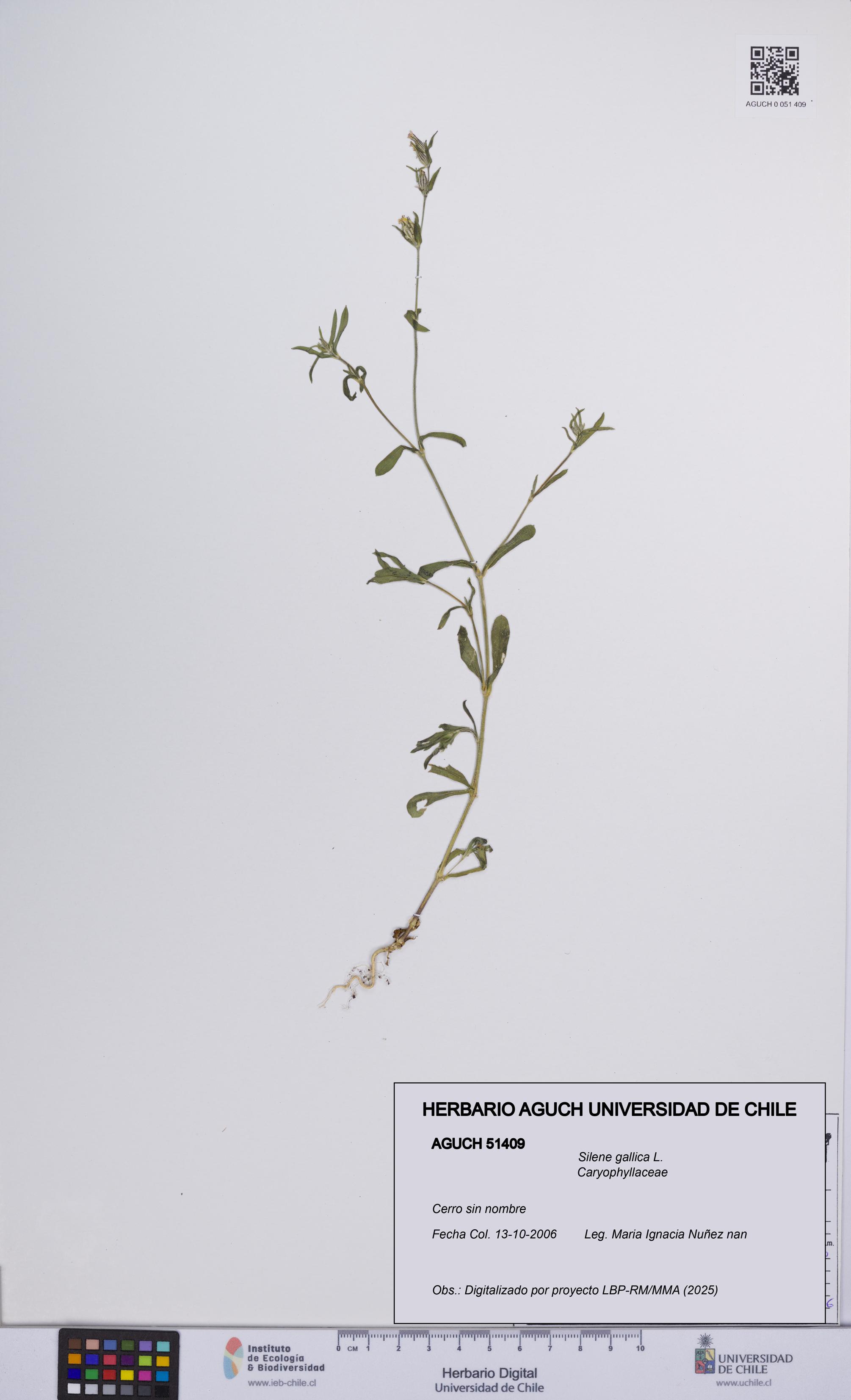 Silene gallica [Espécimen: UCH:AGUCH:0051409]