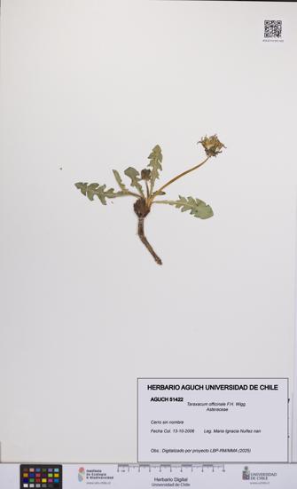 Taraxacum officinale [Espécimen: UCH:AGUCH:0051422]