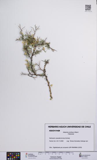 Adesmia confusa [Espécimen: UCH:AGUCH:0051428]