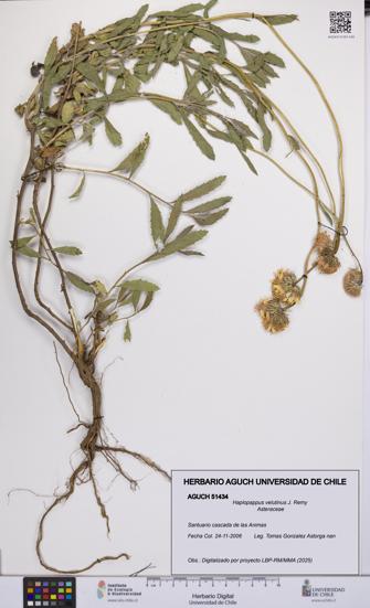 Haplopappus velutinus [Espécimen: UCH:AGUCH:0051434]